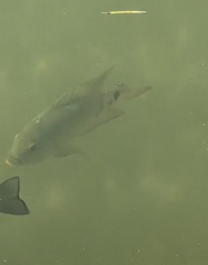 Mayaheros urophthalmus