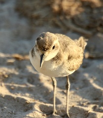 Charadrius pecuarius