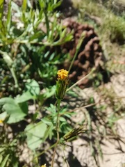 Bidens leptocephala