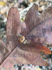 Druon quercusflocci