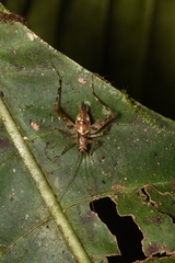 Phalangopsidae
