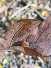 Druon quercusflocci