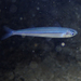 Southern Sand Smelt - Photo (c) Julien Renoult, some rights reserved (CC BY), uploaded by Julien Renoult