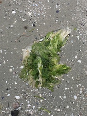 Ulvaceae