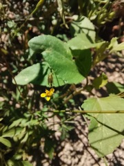 Bidens leptocephala