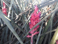 Aechmea distichantha