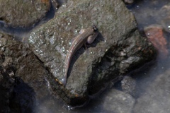 Periophthalmodon schlosseri