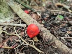 Leratiomyces erythrocephalus