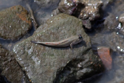 Periophthalmodon schlosseri