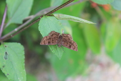 Carcharodini