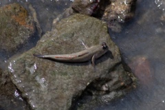 Periophthalmodon schlosseri