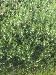 Myoporum