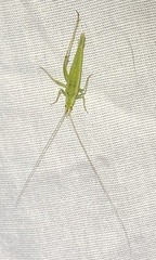 Oecanthus argentinus