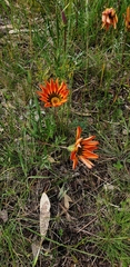 Gazania × splendens