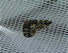 Chrysolarentia phaedra