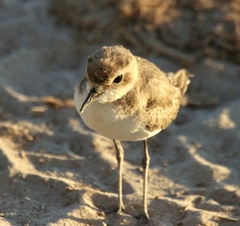 Charadrius pecuarius
