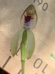 Caladenia transitoria