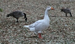 Anser anser domesticus × anser cygnoides domesticus