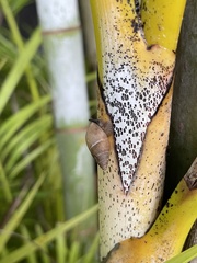 Bulimulus guadalupensis
