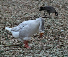 Anser anser domesticus × anser cygnoides domesticus