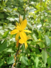 Echeandia michoacensis