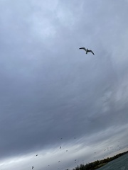 Larus argentatus