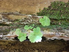 Heuchera missouriensis