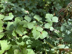Rubus parvifolius