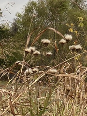 Cirsium vulgare