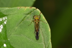 Cicadellinae