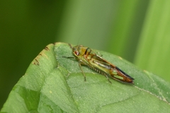 Cicadellinae