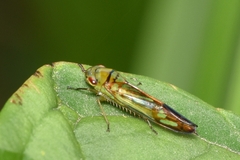 Cicadellinae