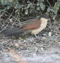 Centropus senegalensis