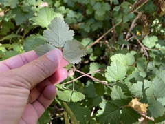 Rubus parvifolius