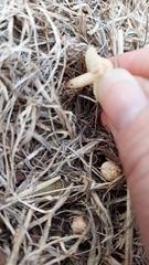 Agrocybe pediades