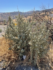 Malacothamnus hallii