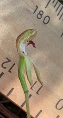 Caladenia transitoria
