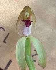 Caladenia transitoria