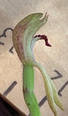 Caladenia transitoria