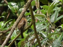Empidonax atriceps