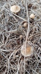 Agrocybe pediades