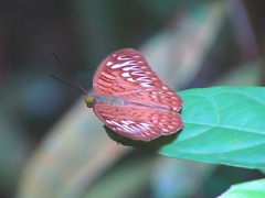 Tanaecia aruna
