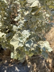 Malacothamnus hallii