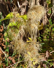 Clematis virginiana
