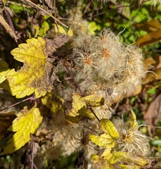 Clematis virginiana