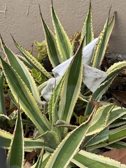 Agave desmettiana