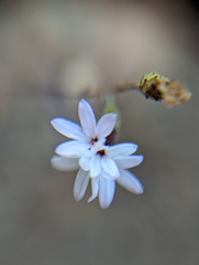 Lessingia micradenia micradenia