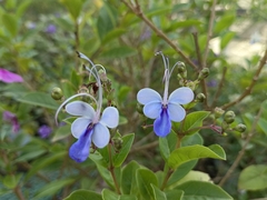 Rotheca myricoides