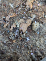 Lessingia micradenia micradenia