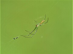 Leucauge decorata